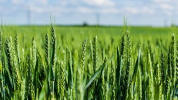 New cornerstone of cereal disease control
