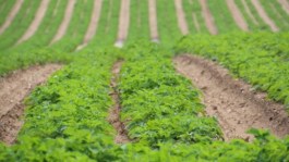 Growing Jersey Royals with fewer actives