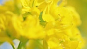 Oilseed Rape