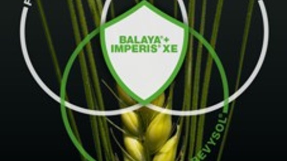 Balaya® + Imperis® XE
