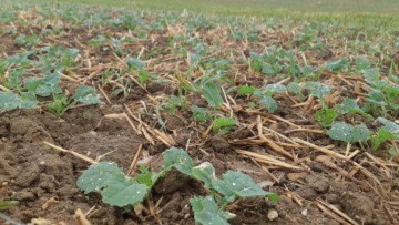 Metetazachlor and Quinmerac Water Stewardship 