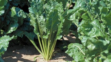 Sugarbeet