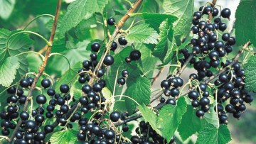 Blackcurrants