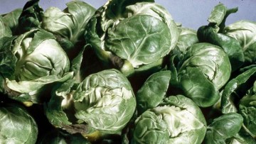 Brussels Sprouts