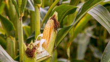 Forage Maize