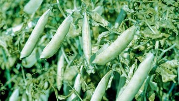 Legumes