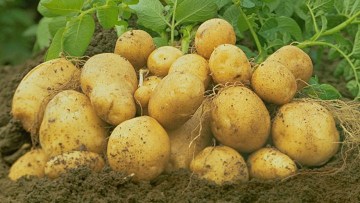 Potato (Ware)