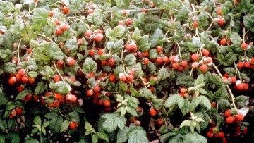 Raspberries