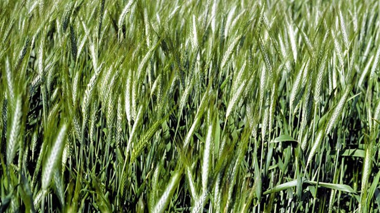 Winter Rye Agricultural Solutions