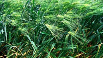 Winter Barley